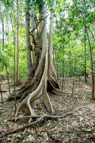 Massiver Baum wird von Wurzeln gestützt Tangkoko Park — Stockfoto