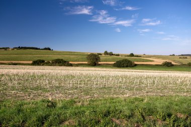 Yaz Yaz kırsal manzara 