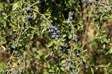 bir yaz günü bir şube büyüyor thistle
