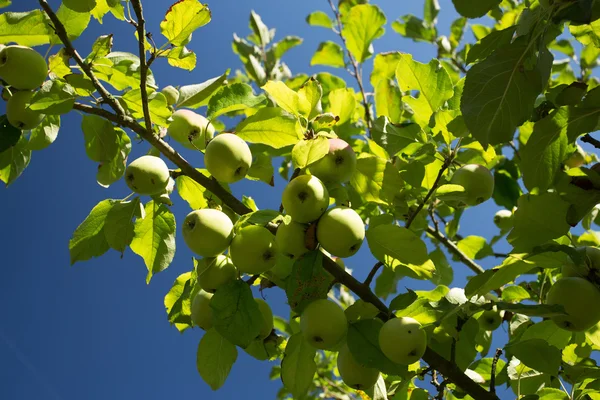 Manzana verde en la rama del árbol — Foto de Stock