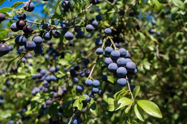 Chardon poussant sur une branche d'une journée d'été — Photo