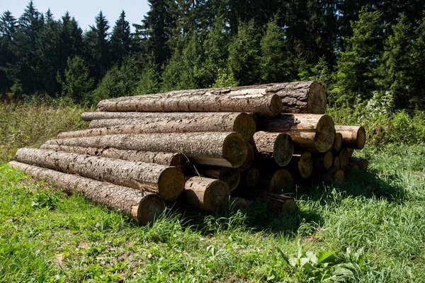 Pile de bois près de la route forestière — Photo