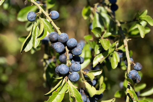 Chardon poussant sur une branche d'une journée d'été — Photo