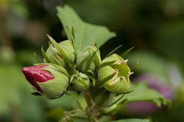 güzel pembe hibiscus Bahçe