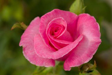 Bahçedeki güzel pembe güller