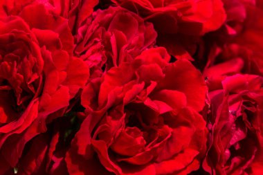 romatic arka plan için güzel kırmızı gül