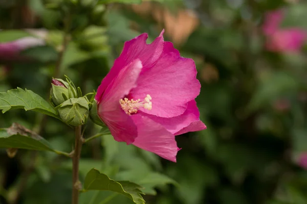 Beautiful pink hibiscus in garden — Stock Photo, Image