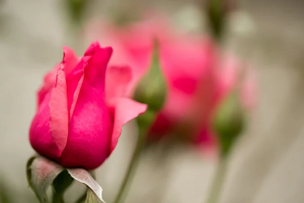 Vackra rosa rosor i trädgården — Stockfoto