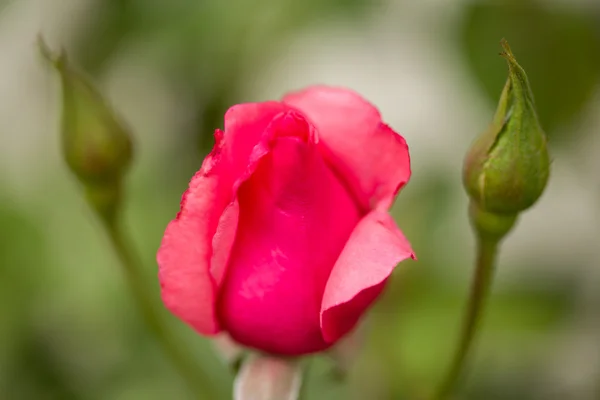 Belle rose rosa in giardino — Foto Stock