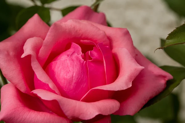 Krásné růžové růže v zahradě — Stock fotografie
