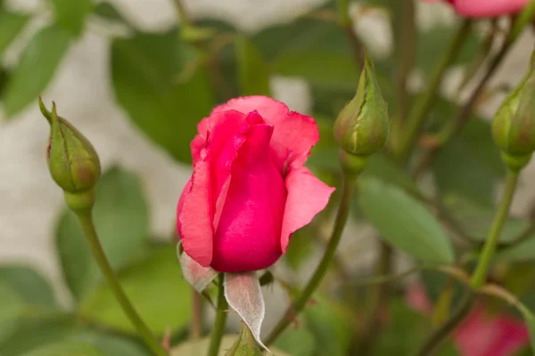 Belle rose rosa in giardino — Foto Stock