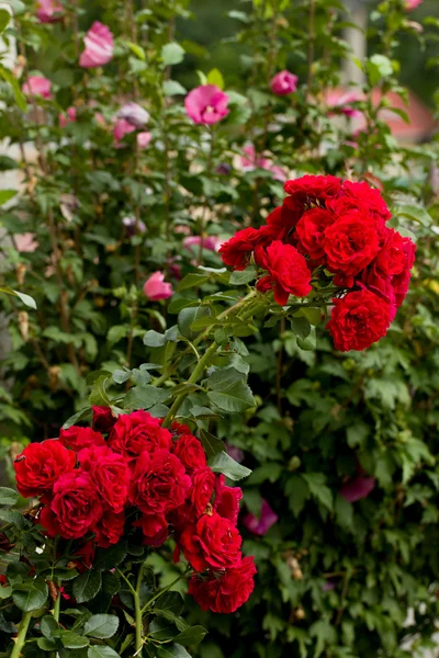 Belle rose rosse in giardino — Foto Stock