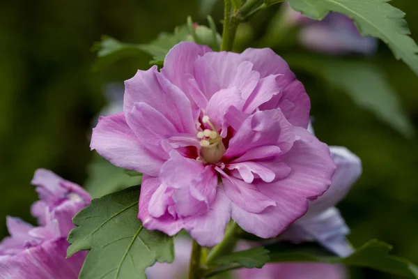 Beautiful violet hibiscus in garden — Stock Photo, Image