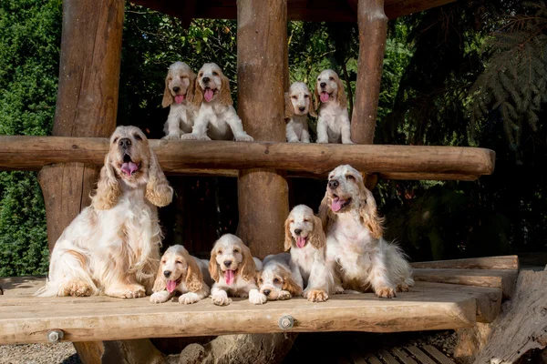Família de Inglês Cocker Spaniel com pequeno cachorro — Fotografia de Stock
