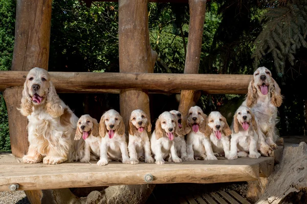 Family of English Cocker Spaniel with small puppy — Stock Photo, Image