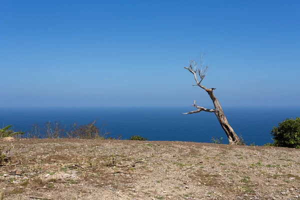 Arbre mort à Bali Manta Point Lieu de plongée à Nusa Penida île — Photo