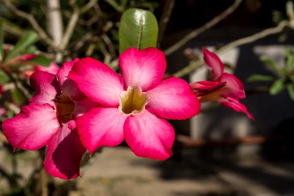 Schöne rote Adeniumblüten — Stockfoto