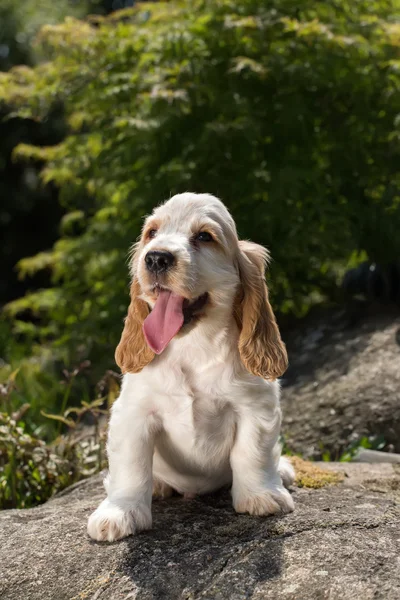 Olhando cachorrinho Cocker Spaniel Inglês — Fotografia de Stock