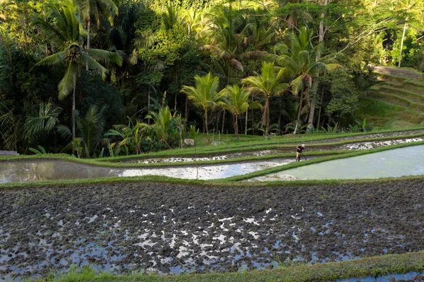 Rice terraced paddy fields in Gunung Kawi, Bali, Indonesia — Stock Photo, Image