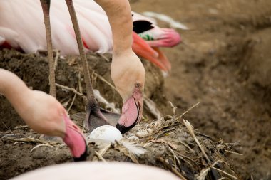 Beautiful American Flamingos on eng in nest clipart