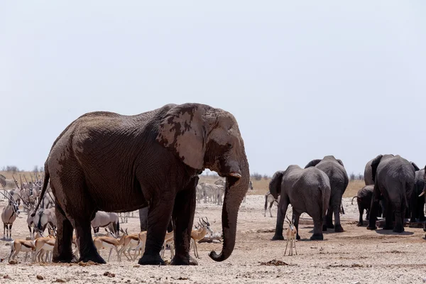 Pozzo d'acqua affollato con elefanti, zebre, springbok e orix — Foto Stock