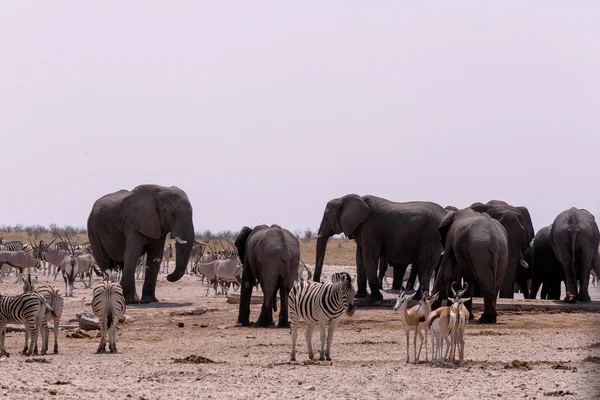 Pozzo d'acqua affollato con elefanti, zebre, springbok e orix — Foto Stock