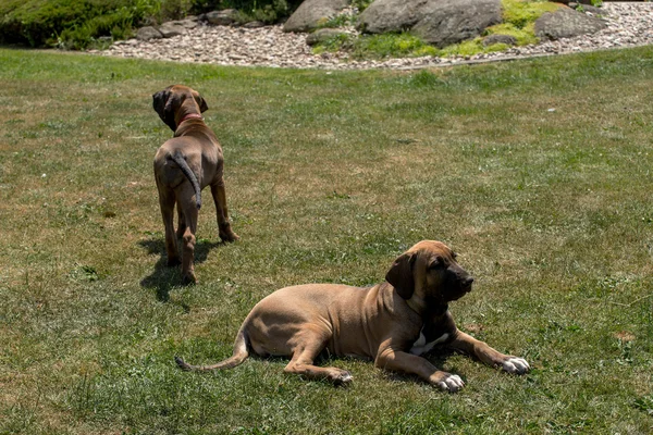 Szczeniak Fila Brasileiro (Mastif brazylijski) — Zdjęcie stockowe