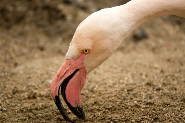 Belos flamingos americanos em eng no ninho — Fotografia de Stock