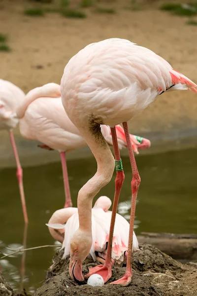 Beautiful American Flamingos on eng in nest — Stock Photo, Image