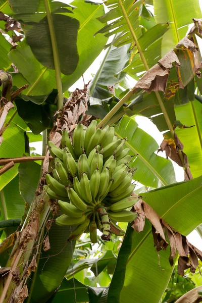 Omogna bananer på trädet — Stockfoto