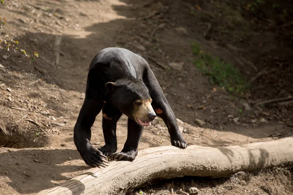 Oso sol también conocido como oso malayo — Foto de Stock