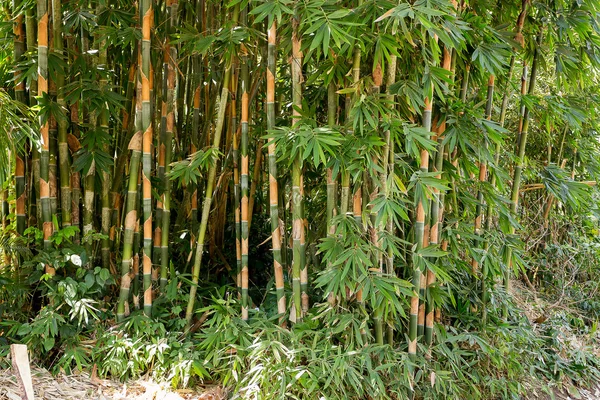 Detalle de muchos de los primeros árboles de bambú — Foto de Stock