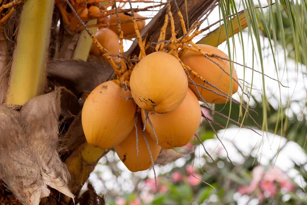 Kookospalmu ja keltainen pähkinä — kuvapankkivalokuva