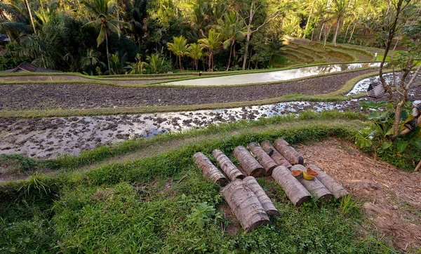 Rice terraced paddy fields in Gunung Kawi, Bali, Indonesia — Stock Photo, Image