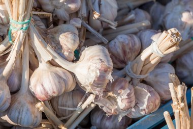 fresh garlic in a market