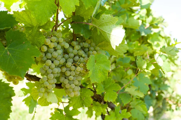 Raisins sur les vignobles sous Palava. République tchèque — Photo