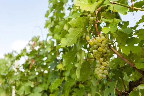 Raisins sur les vignobles sous Palava. République tchèque — Photo