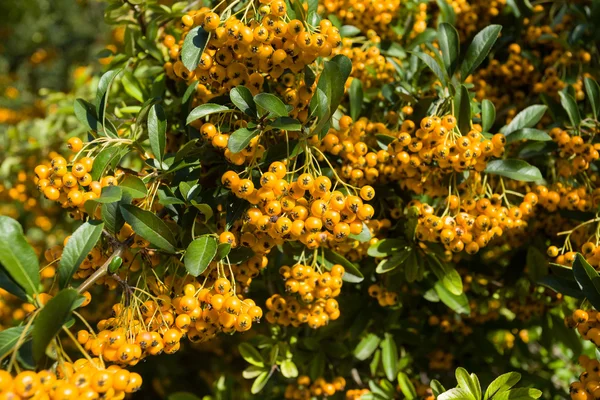 Ramo di olivello spinoso, primo piano (Hippophae rhamnoides ) — Foto Stock