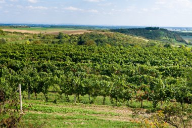E altında üzüm bağları. Çek Cumhuriyeti