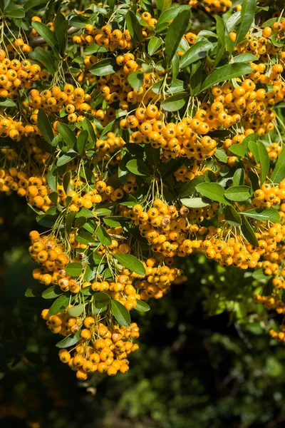 Tengeri homoktövis branch, makró (Hippophae rhamnoides) — Stock Fotó