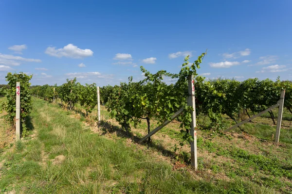 Vignobles sous Palava. République tchèque — Photo