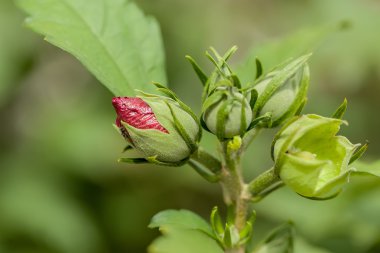 güzel menekşe hibiscus Bahçe