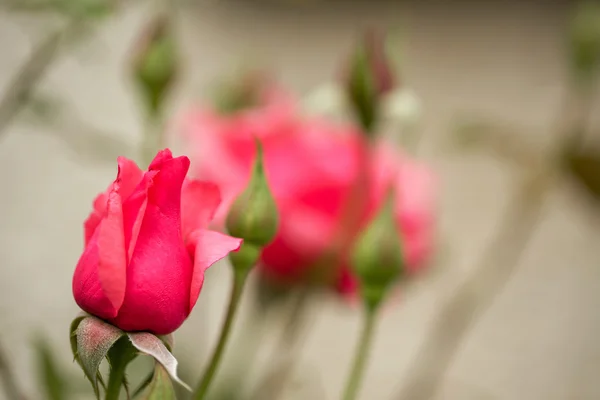 Vackra rosa rosor i trädgården — Stockfoto