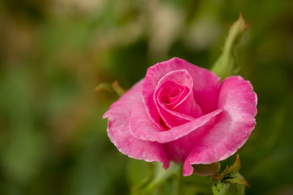 Bellissimo ibisco viola in giardino — Foto Stock