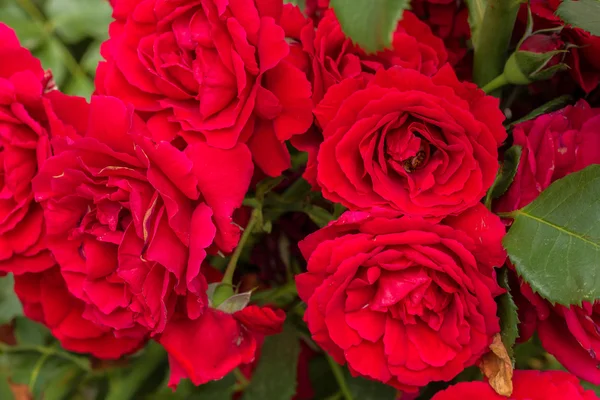 Bellissime rose rosse per sfondo romatico — Foto Stock