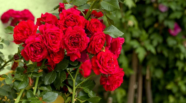 Bellissime rose rosse per sfondo romatico — Foto Stock