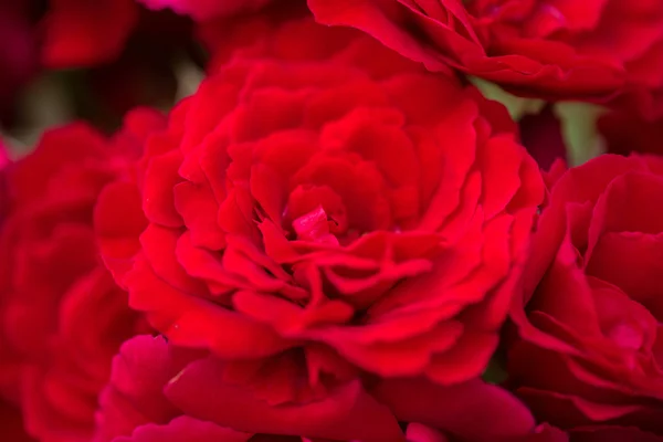 Bellissime rose rosse per sfondo romatico — Foto Stock