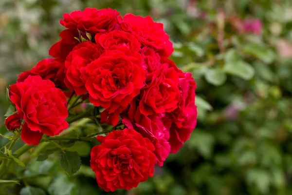 Schöne rote Rosen für einen romantischen Hintergrund — Stockfoto