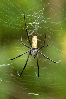 Nephila pilipes, büyük örümcek, Bali, Endonezya