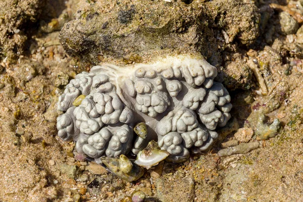 Gehirnkorallen bei Ebbe, Indonesien — Stockfoto